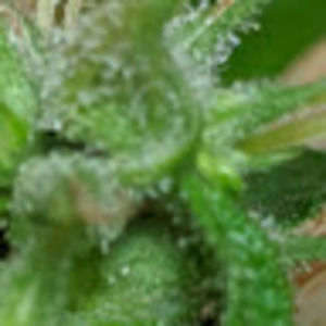 Meet your Posher, Lathan